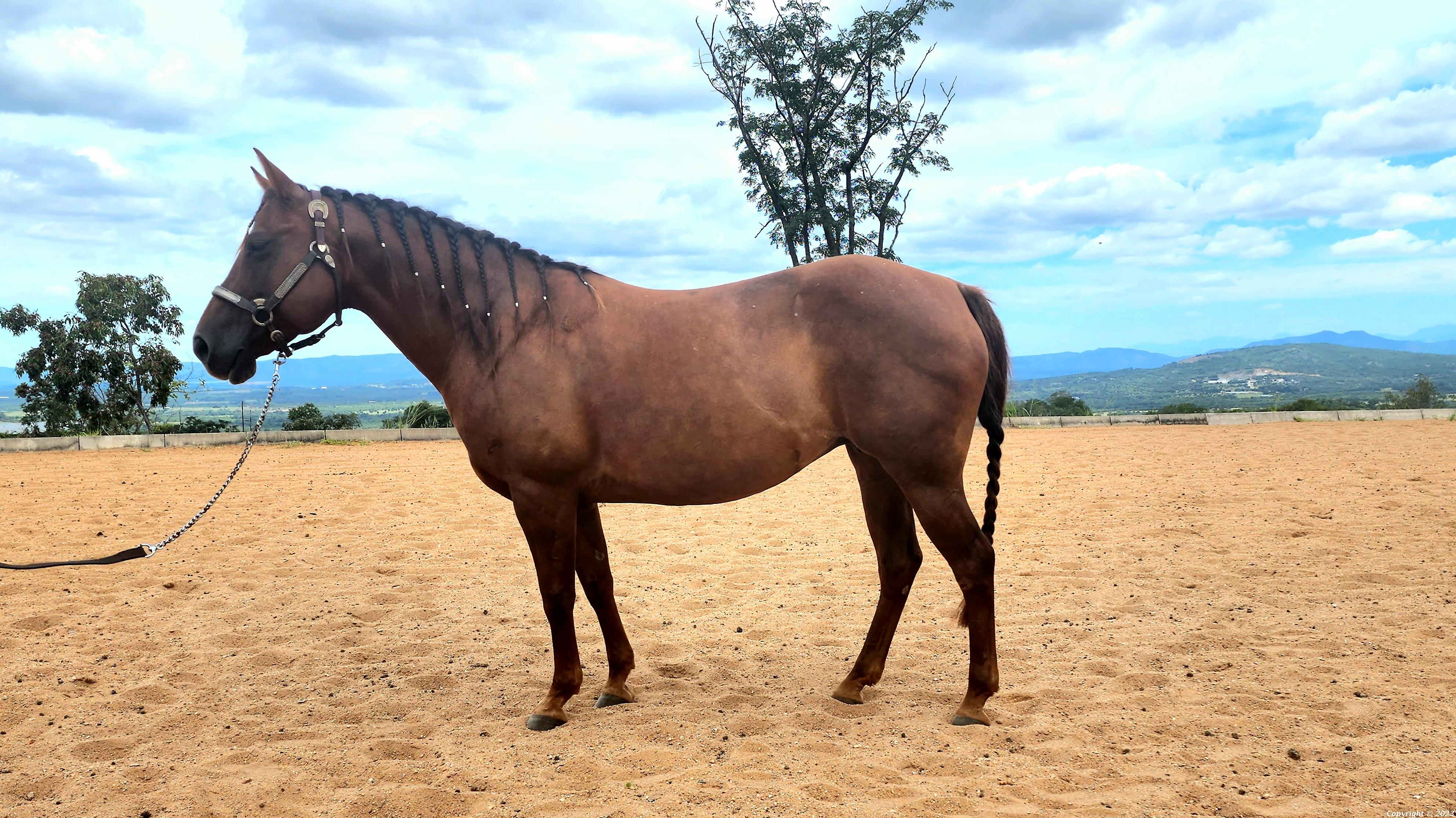 Mountneys Colonels Little Lena